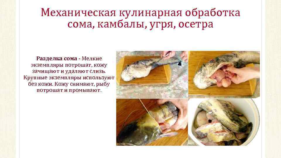 Механическая кулинарная обработка сома, камбалы, угря, осетра Разделка сома Мелкие экземпляры потрошат, кожу зачищают