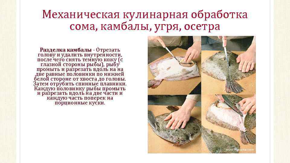 Механическая кулинарная обработка сома, камбалы, угря, осетра Разделка камбалы Отрезать голову и удалить внутренности,