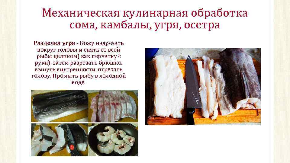 Механическая кулинарная обработка сома, камбалы, угря, осетра Разделка угря Кожу надрезать вокруг головы и