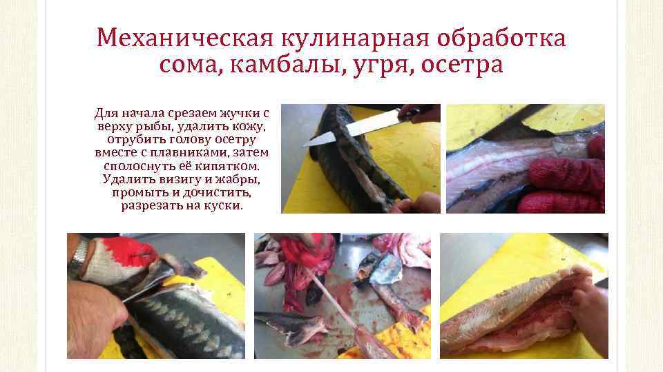Механическая кулинарная обработка сома, камбалы, угря, осетра Для начала срезаем жучки с верху рыбы,