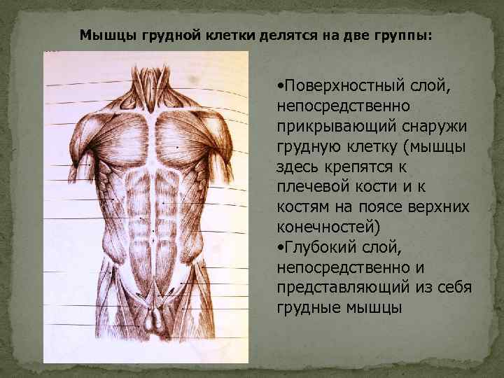 Мышцы грудной клетки делятся на две группы: • Поверхностный слой, непосредственно прикрывающий снаружи грудную