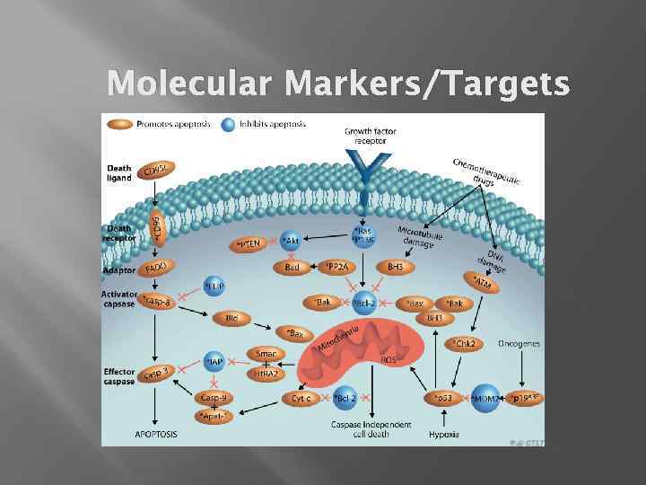 Molecular Markers/Targets 