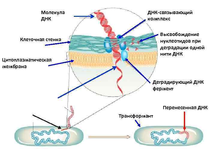 Молекула ДНК-связывающий комплекс Высвобождение нуклеотидов при деградации одной нити ДНК Клеточная стенка Цитоплазматическая мембрана