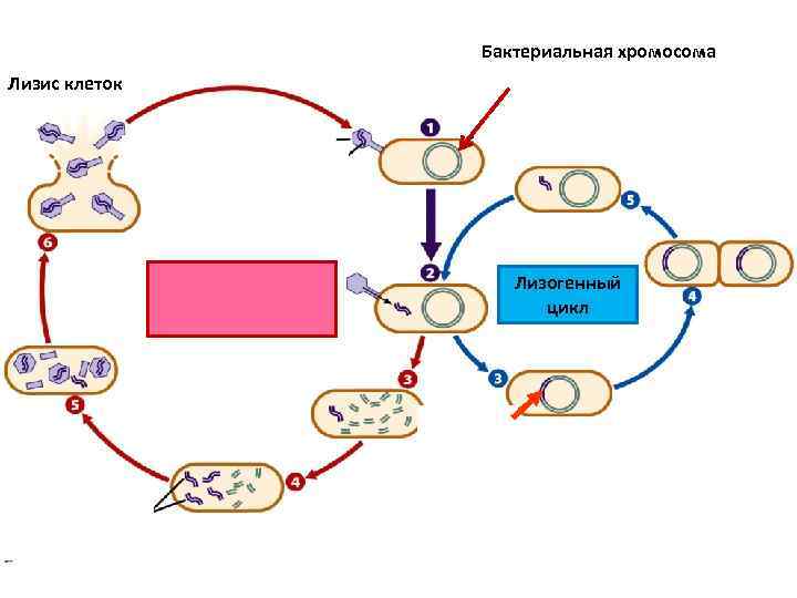 Лизогенный цикл. Лизис клеток это. Лизогенный жизненный цикл вируса. Лизис вируса это. Литический и лизогенный цикл бактериофага.