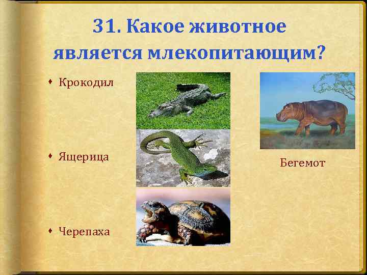 31. Какое животное является млекопитающим? Крокодил Ящерица Черепаха Бегемот 