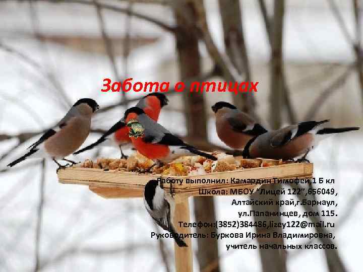 Забота о птицах Работу выполнил: Камардин Тимофей, 1 Б кл Школа: МБОУ “Лицей 122”,