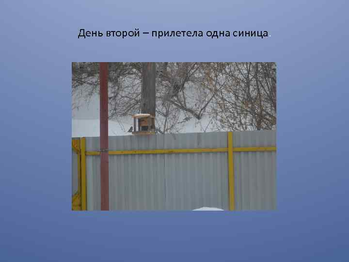 День второй – прилетела одна синица. 