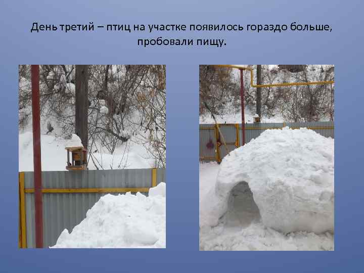 День третий – птиц на участке появилось гораздо больше, пробовали пищу. 