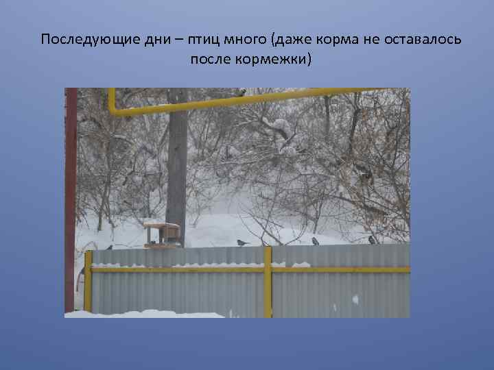 Последующие дни – птиц много (даже корма не оставалось после кормежки) 