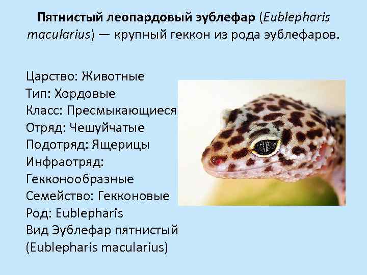 Пятнистый леопардовый эублефар (Eublepharis macularius) — крупный геккон из рода эублефаров. Царство: Животные Тип: