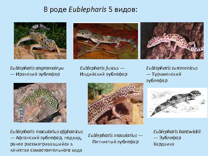 В роде Eublepharis 5 видов: Eublepharis angramainyu — Иранский эублефар Eublepharis fuscus — Индийский