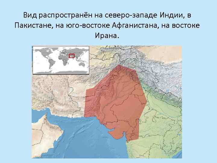 Вид распространён на северо-западе Индии, в Пакистане, на юго-востоке Афганистана, на востоке Ирана. 