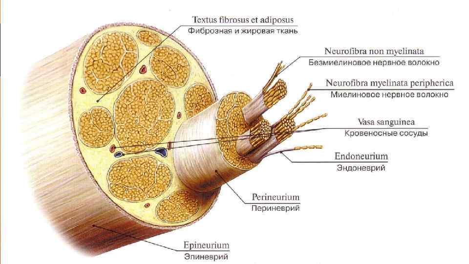 Анатомия периферических нервных стволов 