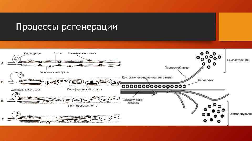 Процессы регенерации 