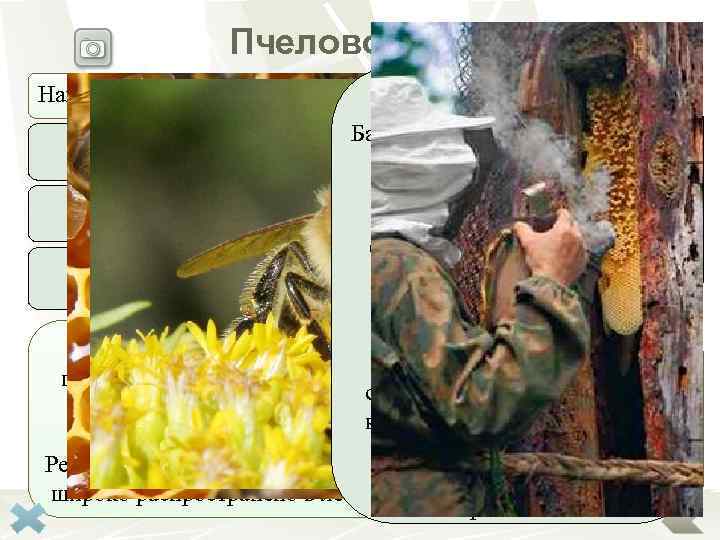 Пчеловодство Направления в пчеловодстве «Бортничество» Отрасль сельского хозяйства, Башкортостан — единственное которая занимается разведением