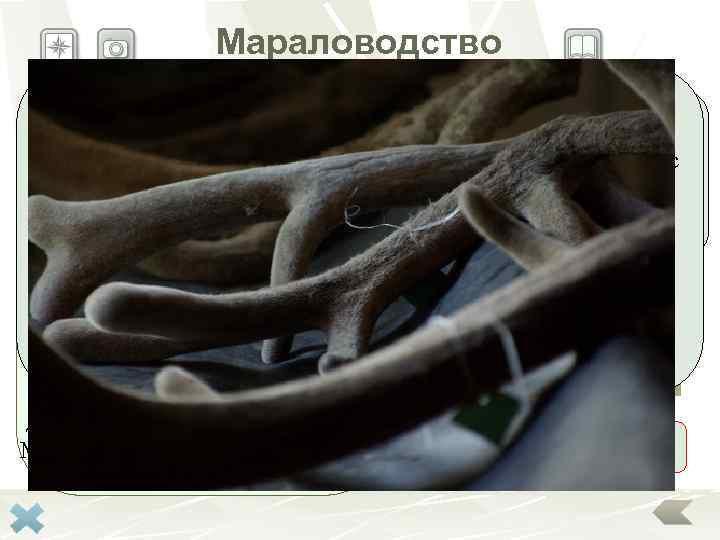 Мараловодство Основным являютсяразводятрастущие, неокостеневшие рога На Алтае маралов панты отрасль животноводства, марала, покрытые нежной