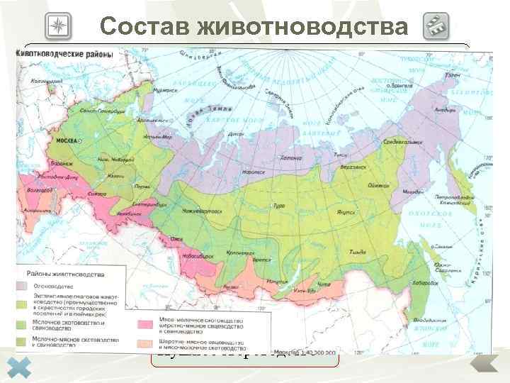 Состав животноводства Ведущими отраслями животноводства являются Скотоводство Овцеводство Свиноводство Птицеводство Меньшую роль играют такие