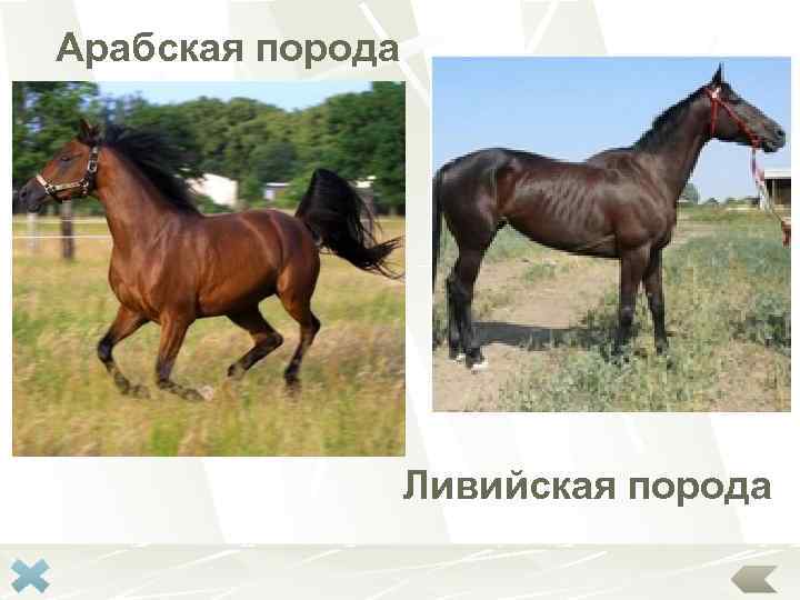 Арабская порода Ливийская порода 