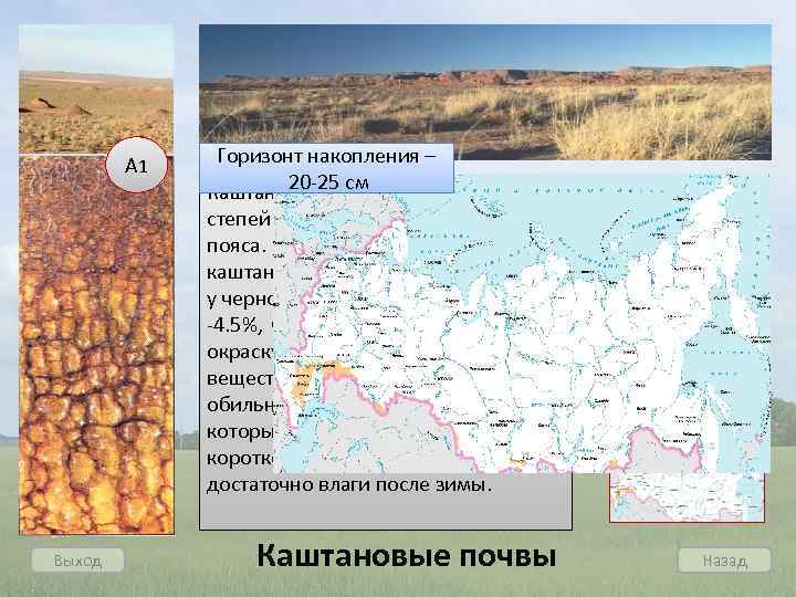 А 1 Выход Горизонт накопления – 20 -25 см Каштановые почвы - почвы сухих