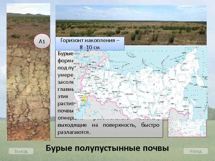 А 1 Выход Горизонт накопления – 8 -10 см Бурые полупустынные почвы формируются в