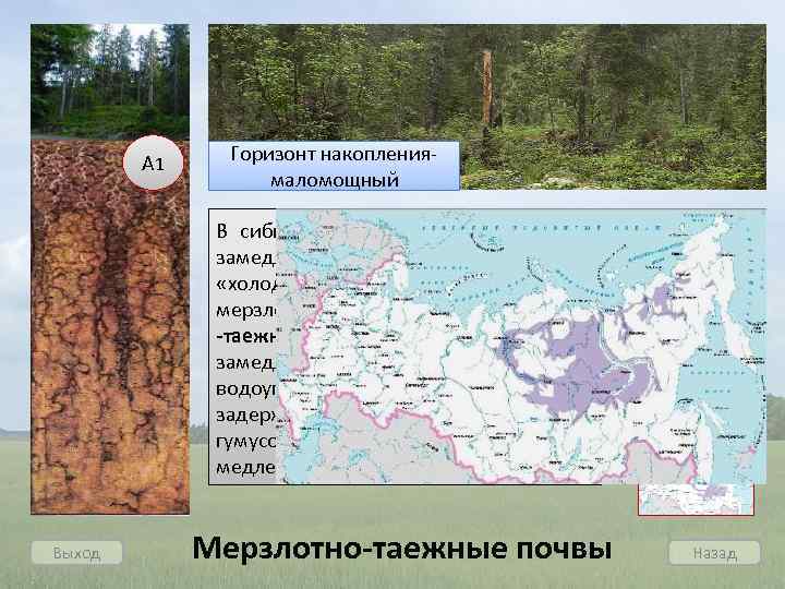 А 1 Горизонт накоплениямаломощный В сибирской тайге почвообразование замедлено из-за подземного «холодильника» многолетней мерзлоты.