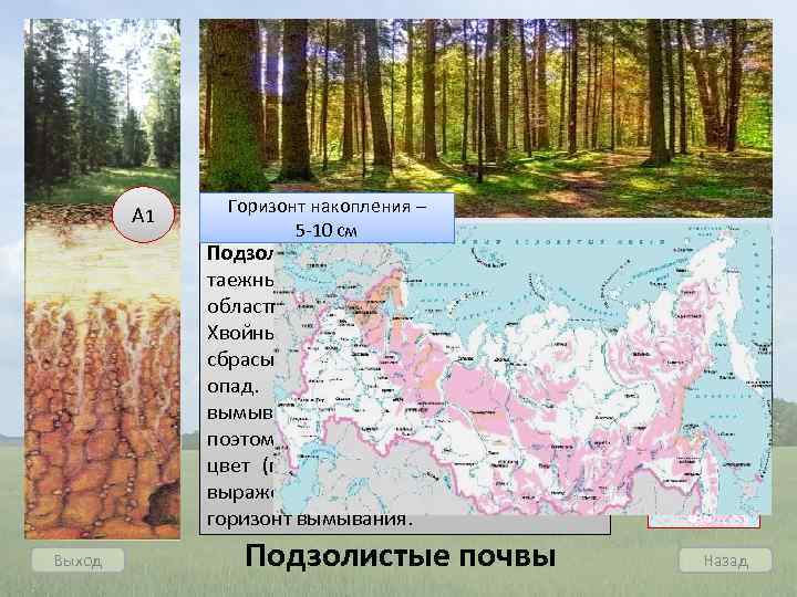 А 1 Горизонт накопления – 5 -10 см Подзолистые почвы возникают под таежными лесами,