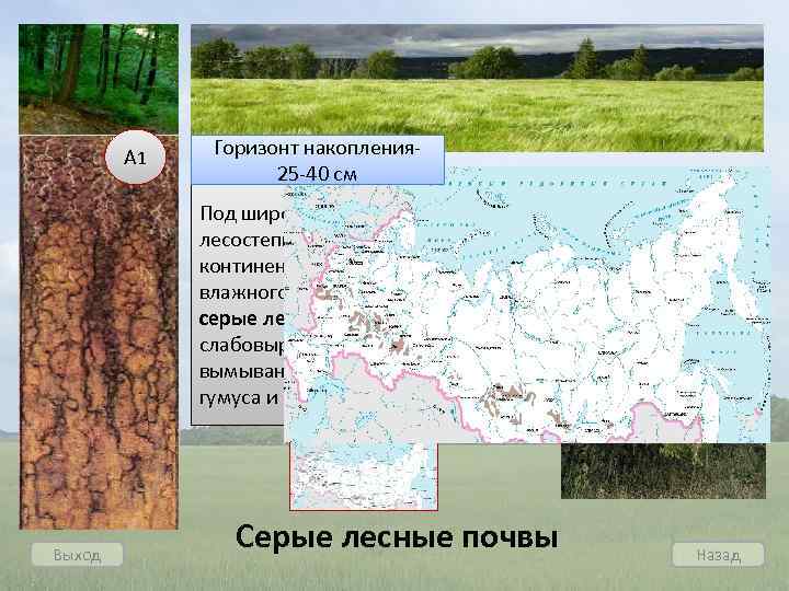 А 1 Горизонт накопления 25 -40 см Под широколиственными лесами и лесостепью в условиях