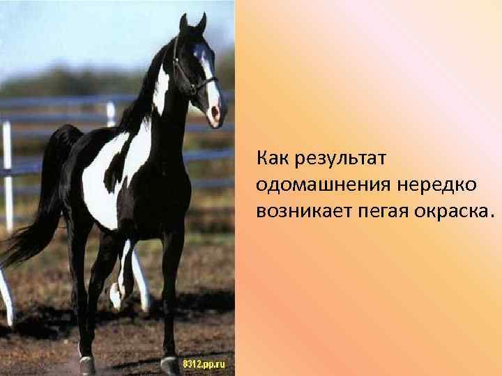 Как результат одомашнения нередко возникает пегая окраска. 