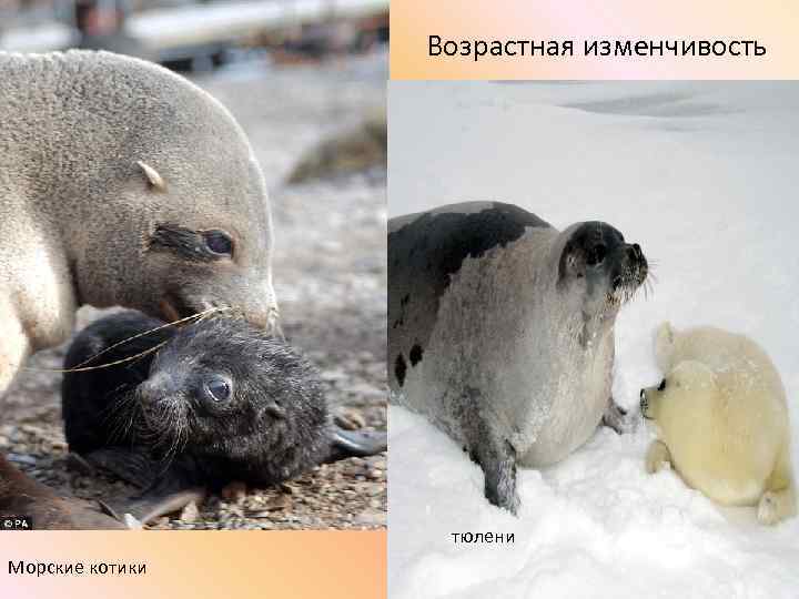 Возрастная изменчивость тюлени Морские котики 
