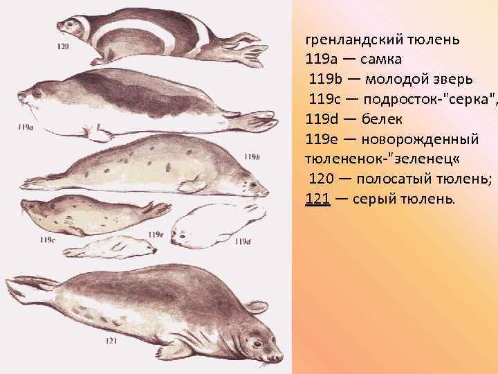 гренландский тюлень 119 a — самка 119 b — молодой зверь 119 c —