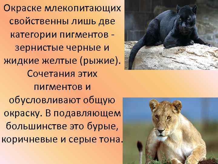Окраске млекопитающих свойственны лишь две категории пигментов зернистые черные и жидкие желтые (рыжие). Сочетания