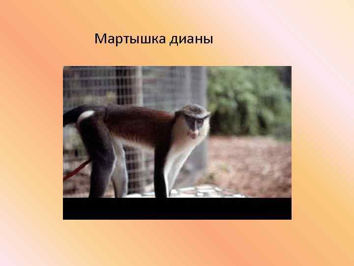 Мартышка дианы 