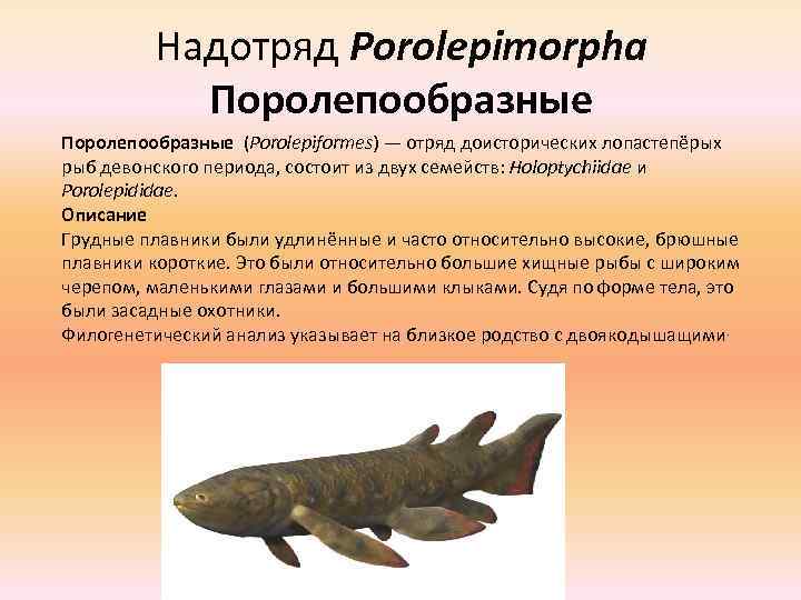 Надотряд Porolepimorpha Поролепообразные (Porolepiformes) — отряд доисторических лопастепёрых рыб девонского периода, состоит из двух