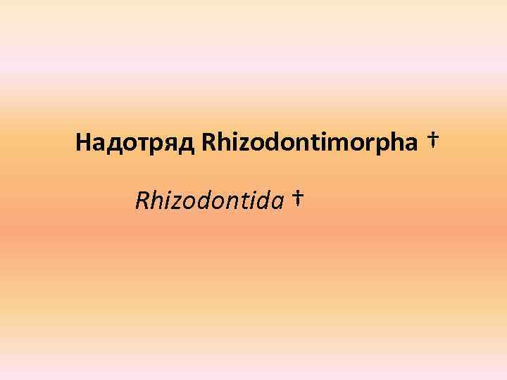 Надотряд Rhizodontimorpha † Rhizodontida † 