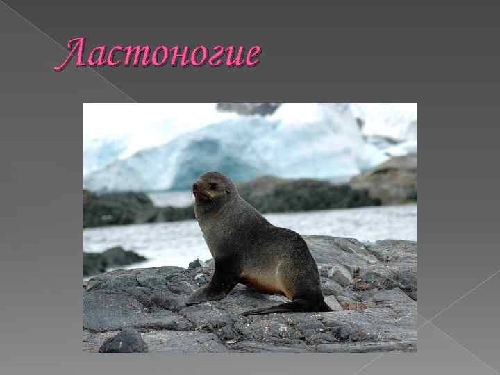 Ластоногие 