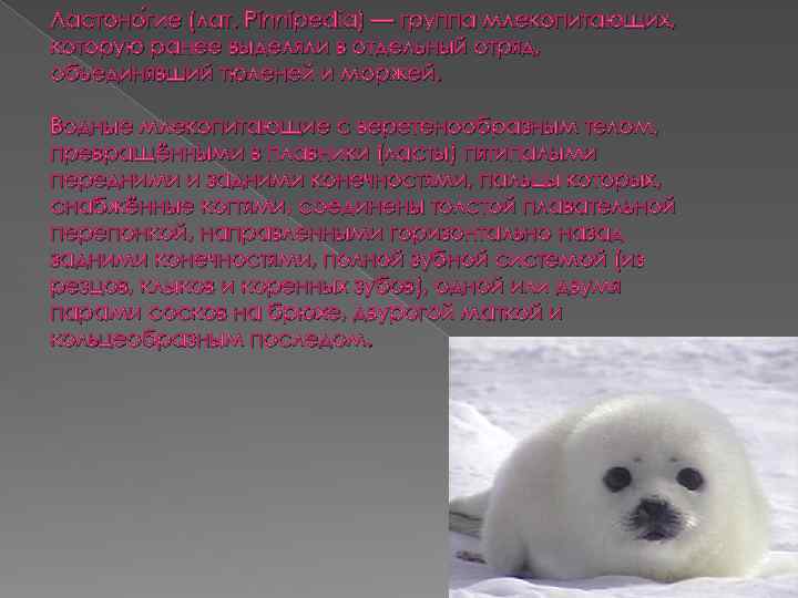 Ластоно гие (лат. Pinnipedia) — группа млекопитающих, гие которую ранее выделяли в отдельный отряд,