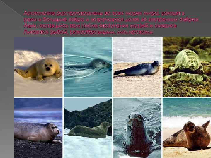 Ластоногие распространены во всех морях мира, заходят в реки и большие озёра и встречаются