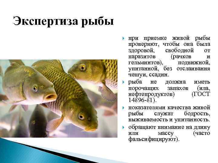 Экспертиза рыбы приемке живой рыбы проверяют, чтобы она была здоровой, свободной от паразитов (рачков