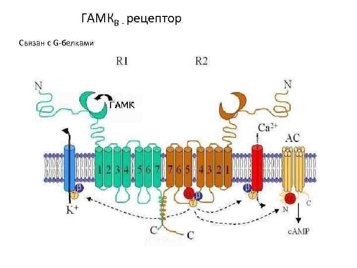 ГАМКВ - рецептор Связан с G-белками 