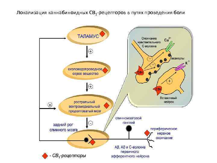 Локализация каннабиноидных СВ 1 -рецепторов в путях проведения боли 