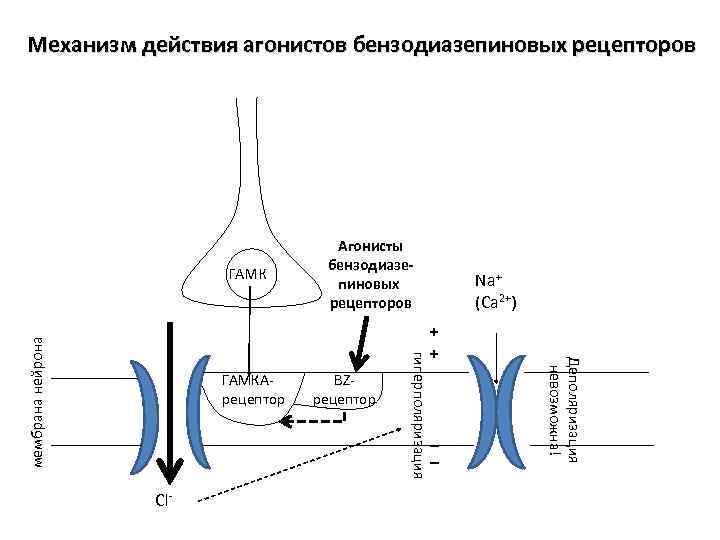 Агонисты рецепторов