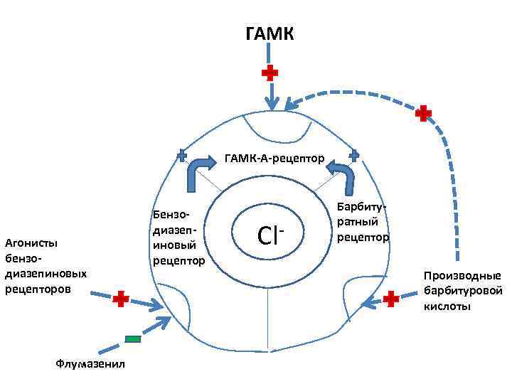 ГАМК-А-рецептор Агонисты бензодиазепиновых рецепторов Флумазенил Бензодиазепиновый рецептор Cl- Барбитуратный рецептор Производные барбитуровой кислоты 