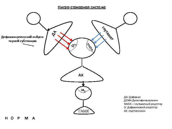 Нигро-стриарная система ат ам ДА ут гл NM D 2 Дофаминергический нейрон черной субстанции