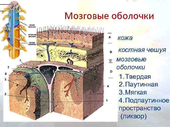 Мягкая оболочка. Мягкая мозговая оболочка. Оболочки головного мозга 3 оболочки. Мягкая мозговая оболочка образована. Мягкая паутинная и твердая оболочка орган.