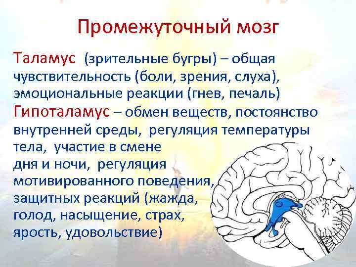 Слух мозг. ) А промежуточный мозг участвует в .... Принимает участие в регуляции зрения и слуха. Центр слуха в мозге промежуточном. Чувствительности промежуточного мозга.