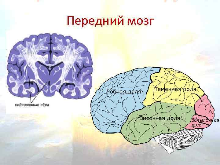 Полушария переднего мозга имеют. Передний мозг структура и функции. Строение головного мозга передний мозг. Передний мозг мозг строение и функции. Функции переднего головного мозга.