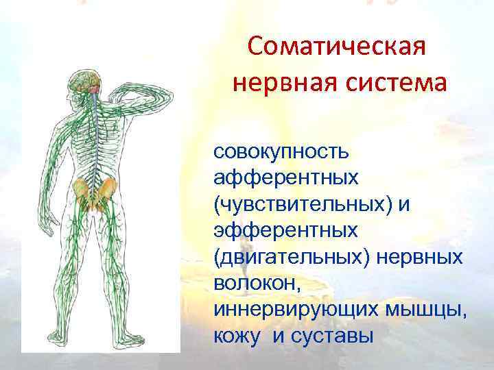 Органы иннервируемые соматическим отделом. Периферическая и соматическая нервная система. Соматическая нервная система регулирует. Соматический отдел нервной системы человека. Строение соматической нервной системы человека.