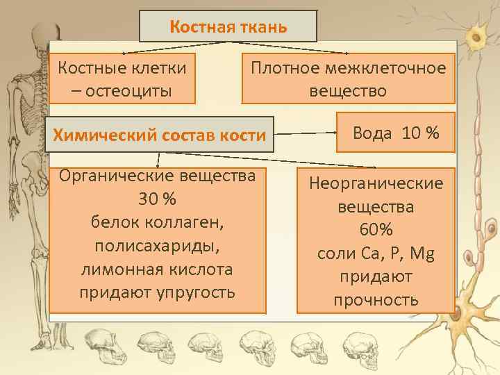 Неорганические вещества кости. Химический состав костной ткани. Химический состав костной ткани человека. Органические и неорганические вещества костной ткани. Органические вещества костной ткани.