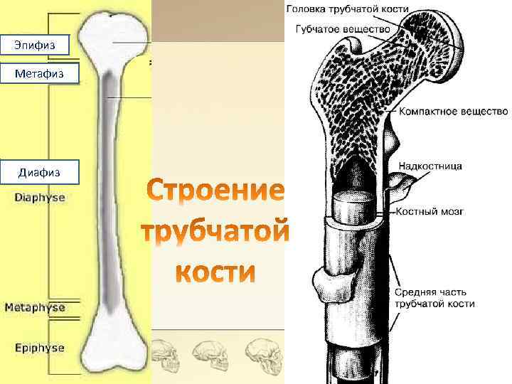 Проксимальный это. Строение кости эпифиз метафиз диафиз. Эпифизы и диафиз – это части … Кости. Диафиз метафиз эпифиз рост кости. Эпифиз Апофиз.