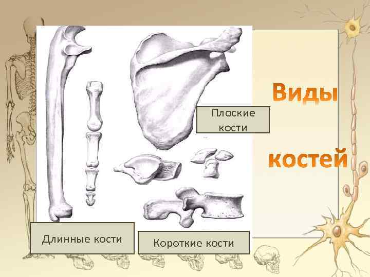 Кость изображенная на рисунке относится к костям